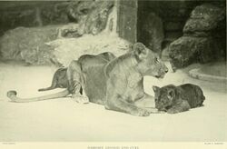 Annual report - New York Zoological Society (1903) (18427026972).jpg