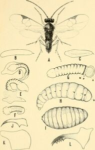 Apanteles melanoscelus, an imported parasite of the gipsy moth (1922) (19124012663).jpg