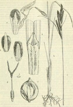 Aquatic and wetland plants of southwestern United States (1972) (19754167341).jpg