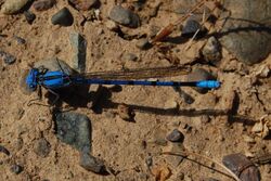 Argia agrioides-Male-1.jpg