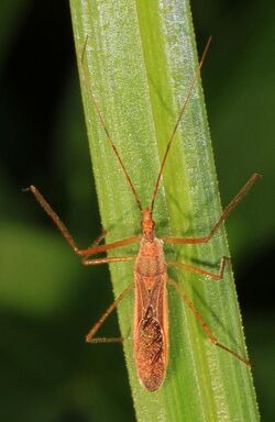 Assassin Bug - Zelus cervicalis, Cheraw State Park, Cheraw, South Carolina.jpg