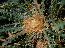 Banksia platycarpa 217621251.jpg