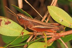 Brown Winter Grasshopper - Amblytropidia mysteca, Long Pine Key, Everglades National Park, Homestead, Florida - 23704990020.jpg
