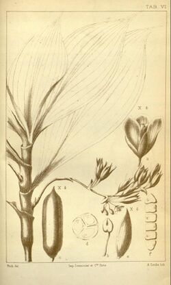 Buforrestia manii CB Clarke Monographiae Phaneorogamarum Tab 7.jpeg