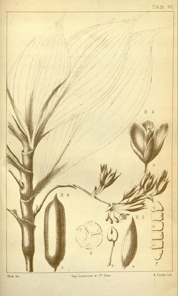 File:Buforrestia manii CB Clarke Monographiae Phaneorogamarum Tab 7.jpeg