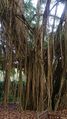 Burmese Banyan (Ficus kurzii) 1.jpg