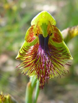 Calochilus campestris.jpg