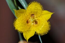 Calochortus monophyllus.jpg