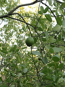 Capparis speciosa..JPG