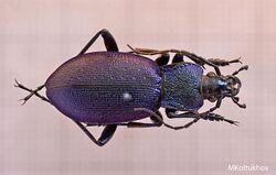 Carabus gyllenhali 02.jpg