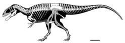 Carcharodontosaurus saharicus skeletal reconstruction