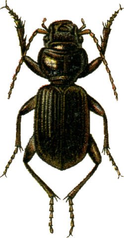 Carenochirus titanus Jacobson.png