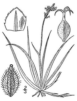 Carex concinna.jpg