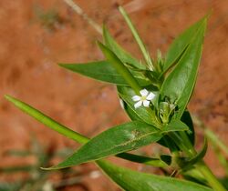 Catharanthus pusillus (Tiny Periwinkle) W IMG 3208.jpg