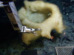 Glass sponge collection by the Pisces V submersible.