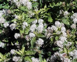 Ceanothus americanus.jpg