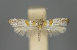 Cedestis gysseleniella E-MK-7-219a.jpg