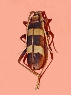 Cerambycidae - Aphrodisium griffithi.jpg