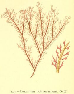 Ceramium botryocarpum.jpg