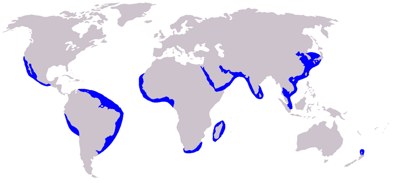 File:Cetacea range map Long-beaked Common Dolphin.PNG