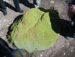 Chareta (Bolax Gummifera) mound on Carelo Island, Ushuaia, Argentina.jpg