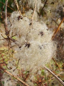 Clematis vitalba 002.JPG