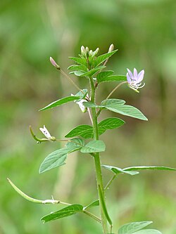 Cleome rutidosperma.jpg