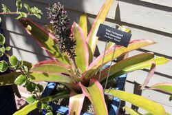 Coastal Georgia Botanical Gardens, Pink Variegated Sun Bromeliad Aechmea 'Mend'.jpg