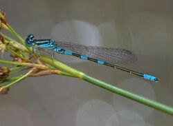 Coenagrion scitulum (50849317743).jpg