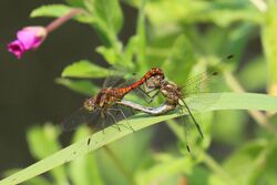 Common darter dragonflies (Sympetrum striolatum) mating blue abdomen and red pterostigma.JPG