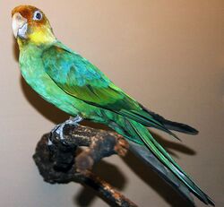 Conuropsis carolinensis (Carolina parakeet).jpg