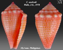 Conus axelrodi 1.jpg
