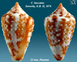 Conus baccatus 1.jpg