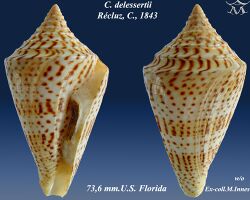 Conus delessertii 1.jpg