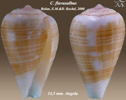 Conus flavusalbus 2.jpg