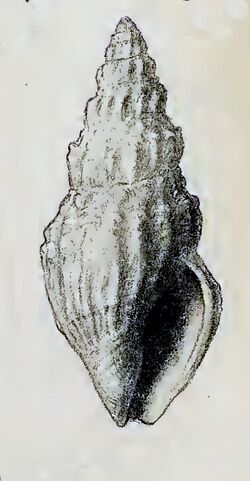 Crassispira ochrobrunnea 001.jpg