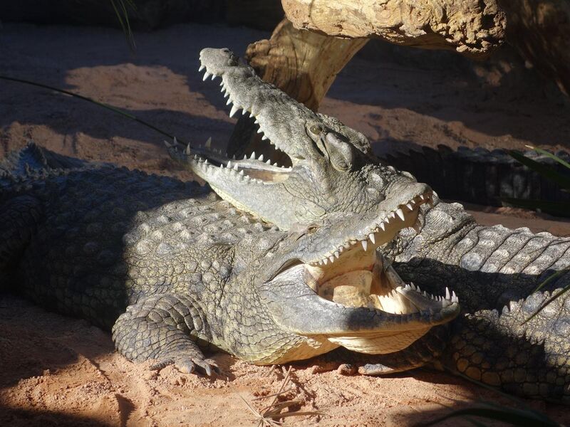 File:Crocodiles resting together.jpeg
