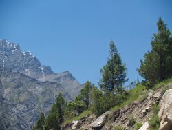 Cupressus torulosa Manali-Leh.jpg