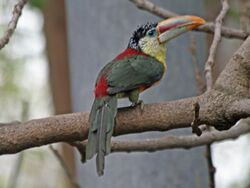 Curl-crested Aracari RWD4.jpg