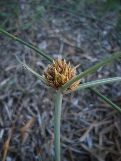 Cyperus capitatus Sousse 2009.jpg