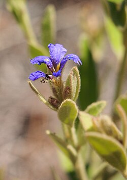 Dampiera ferruginea flower 2.jpg
