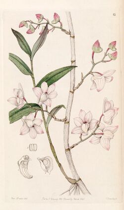 Dendrobium aduncum - Edwards vol 32 (NS 9) pl 15 (1846).jpg