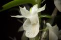 Dendrobium trinervium (Indo-China or Malaysia) Ridl., J. Linn. Soc., Bot. 32- 242 (1896) (26808208339).jpg