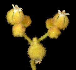 Dicrastylis exsuccosa - Flickr - Kevin Thiele (1).jpg