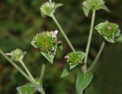 Elephantopus scaber in Narshapur forest, AP W2 IMG 0829.jpg