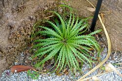 Encholirium horridum - Mounts Botanical Garden - Palm Beach County, Florida - DSC03638.jpg