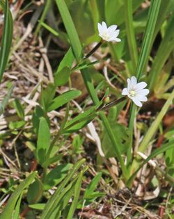 Epilobium oregonense.jpg