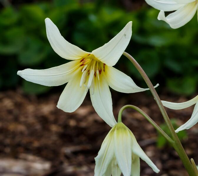 File:Erythronium tuolumnense White Beauty. Locatie, Tuinreservaat Jonkervallei 02.jpg