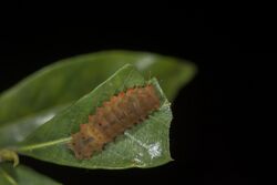 Eterusia aedea formosana larva.jpg