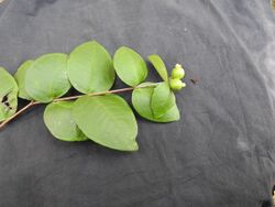 Eugenia singampattiana-3-mundanthurai-tirunelveli-India.jpg